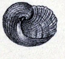 Stomatolina rufescens